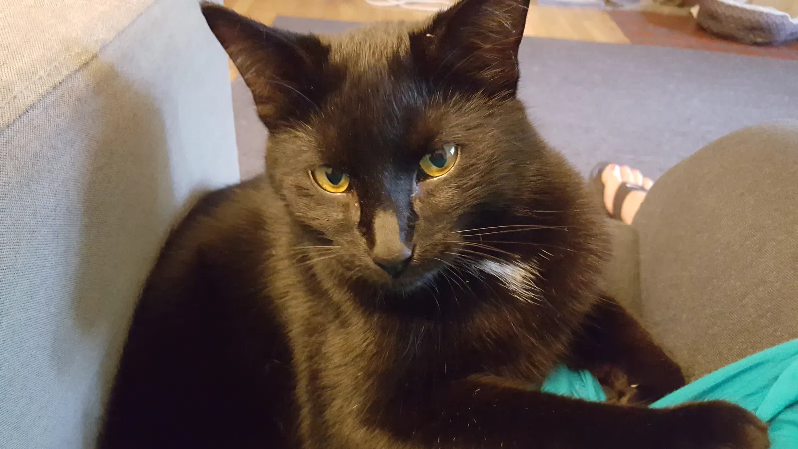 Lost cat in Ypsilanti, MI, 48198