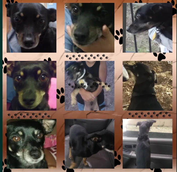 Lost dog in Albuquerque, NM, 87121