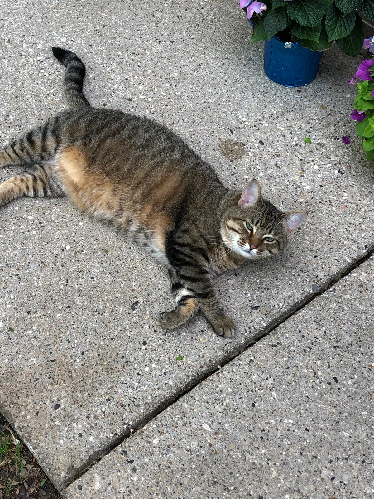 Lost cat in Hartland, WI, 53029