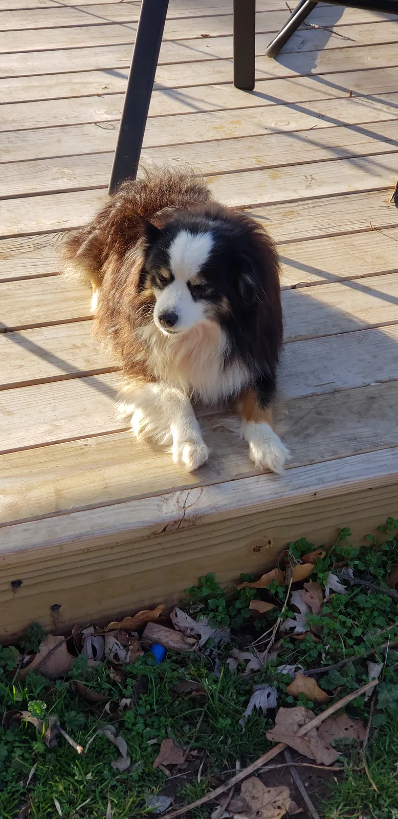 Lost dog in Jennings, OK, 74038