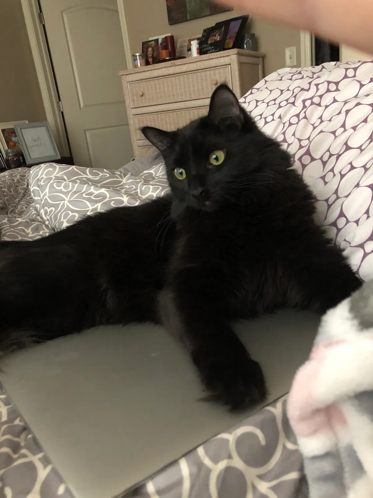 Lost cat in Plover, WI, 54467