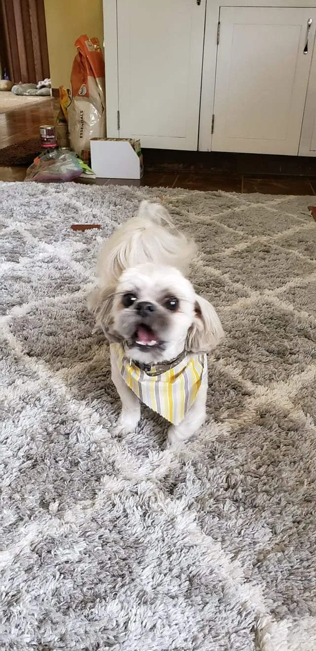 Lost dog in Magna, UT, 84044