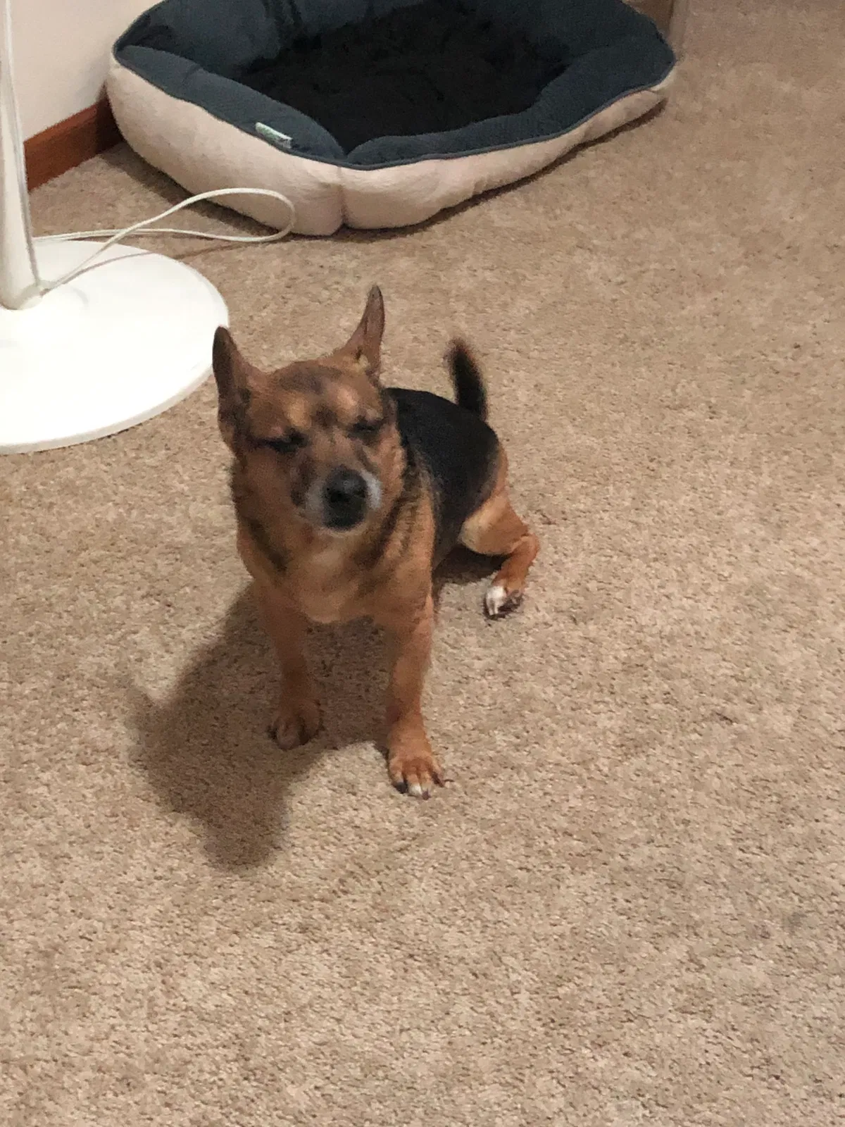 Lost dog in Milwaukee, WI, 53224