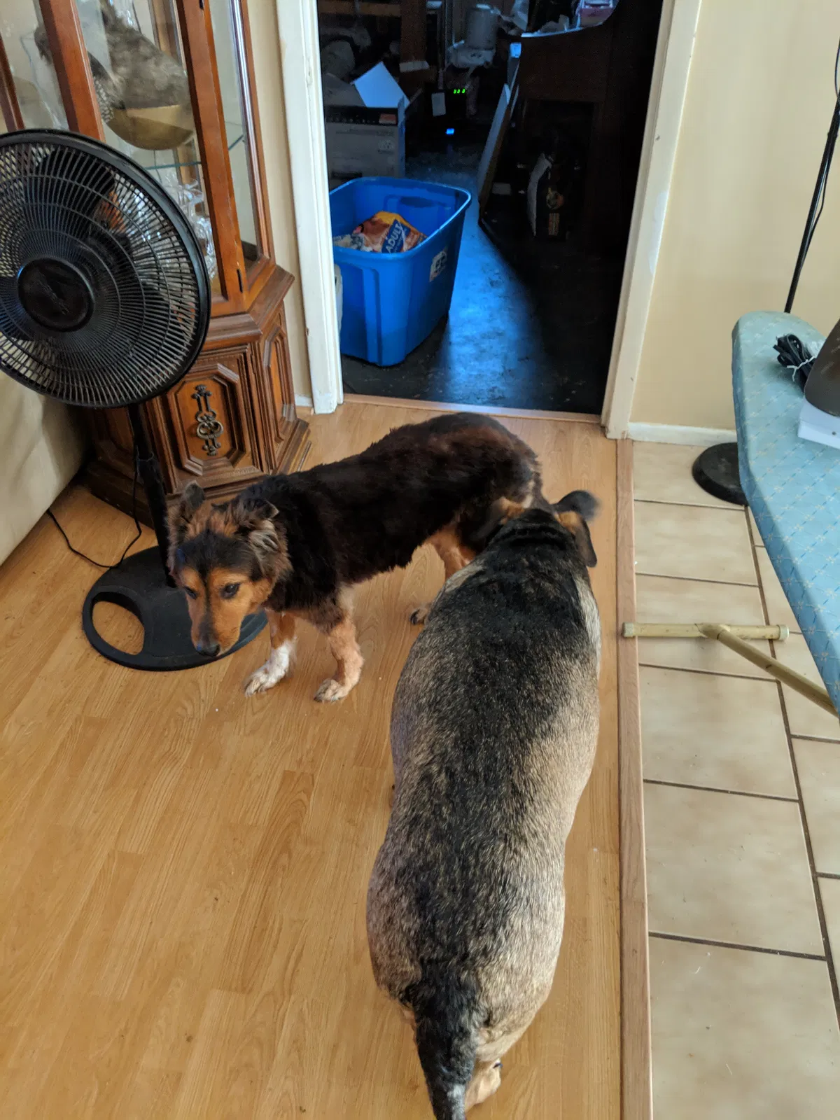 Lost dog in Valrico, FL, 33594
