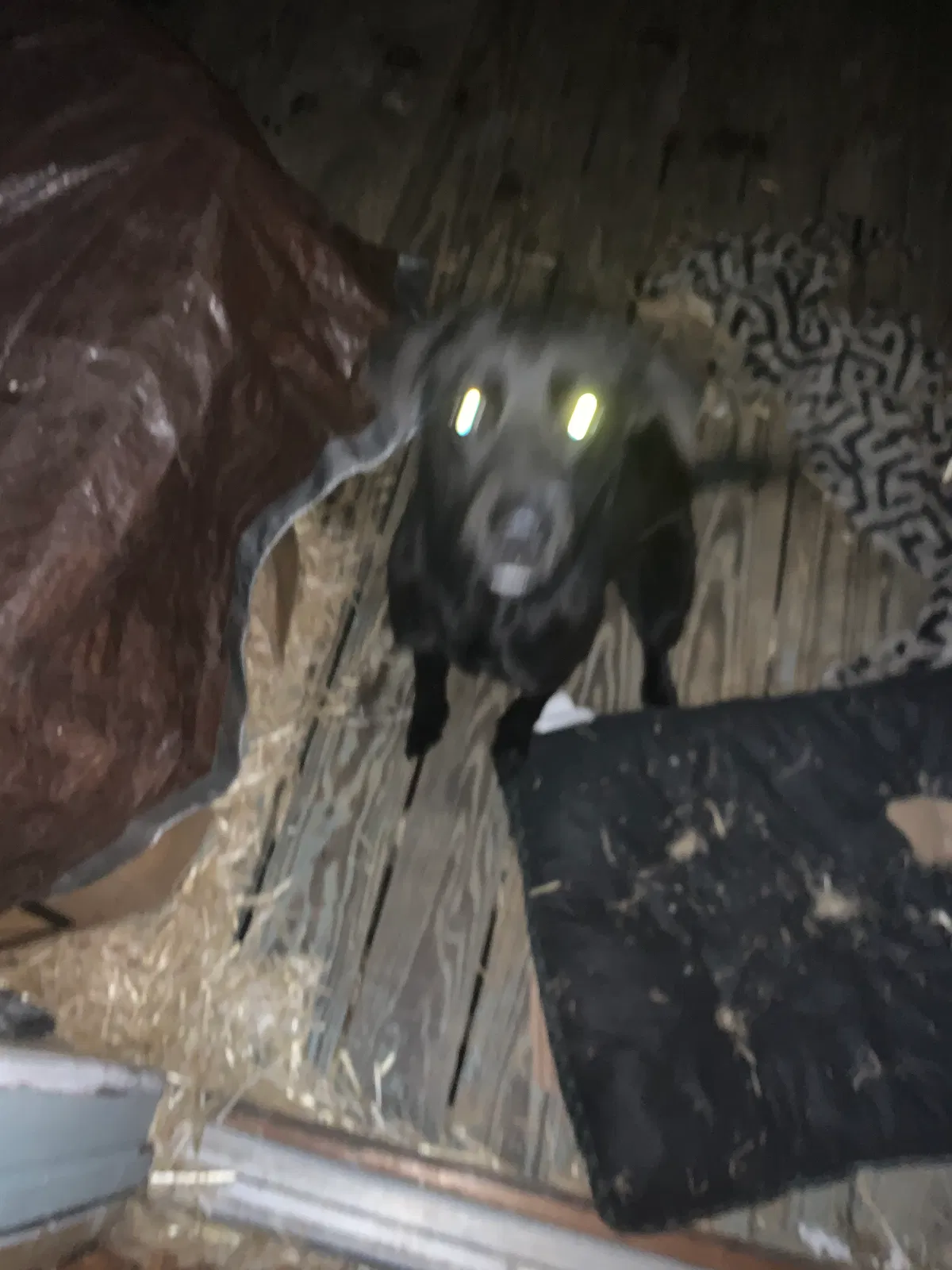 Lost dog in Mac Arthur, WV, 25873