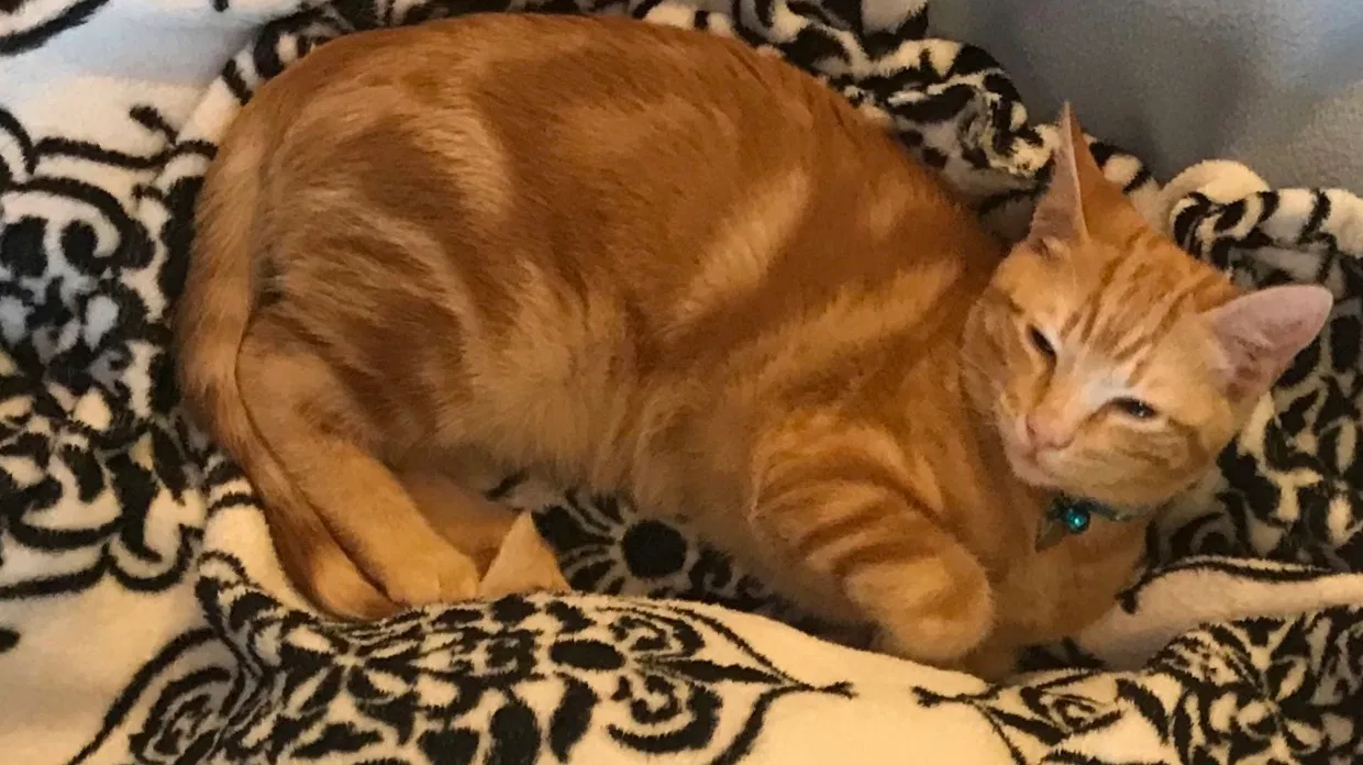Lost cat in League City, TX, 77573