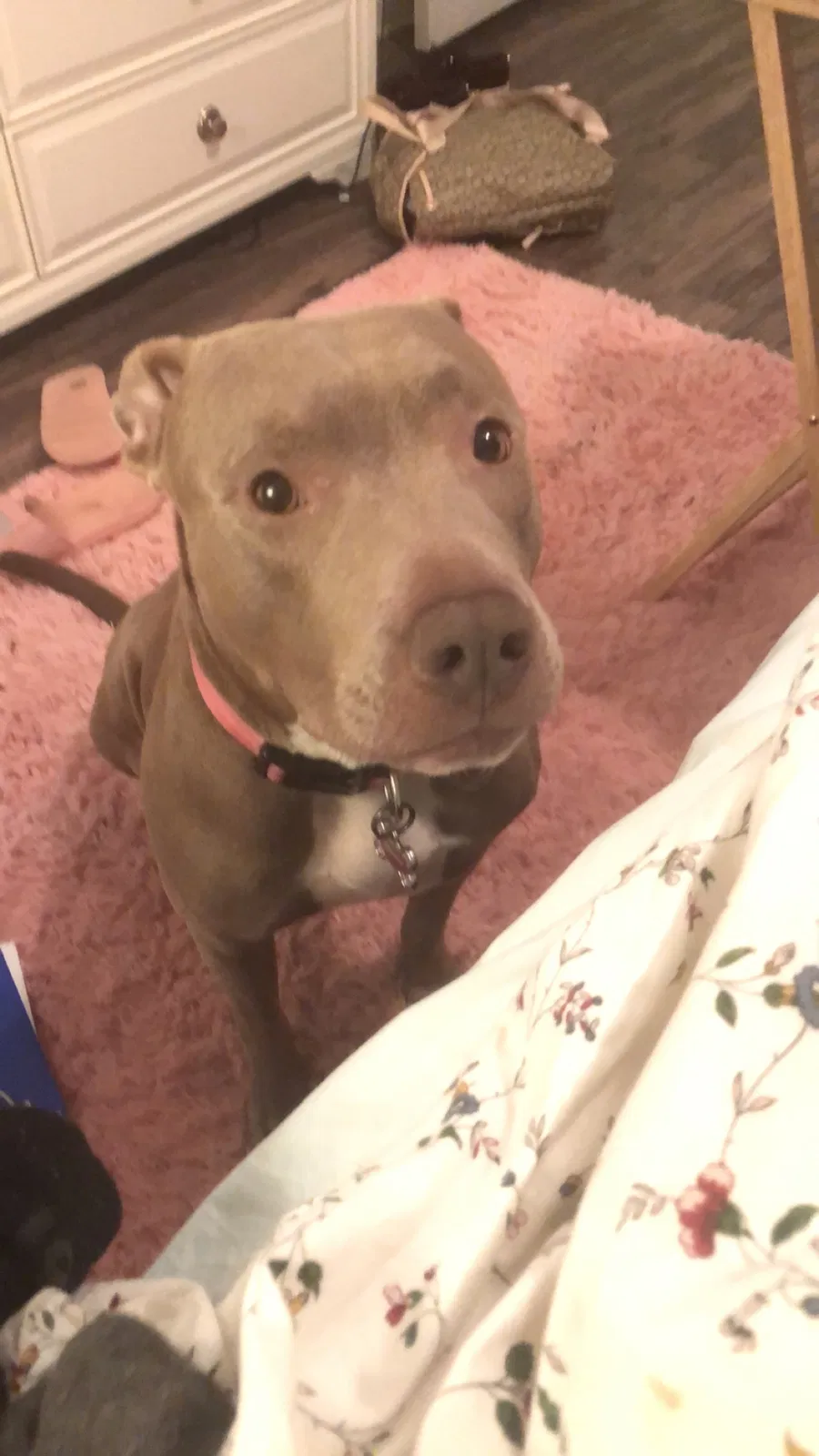 Lost dog in College Station, TX, 77845