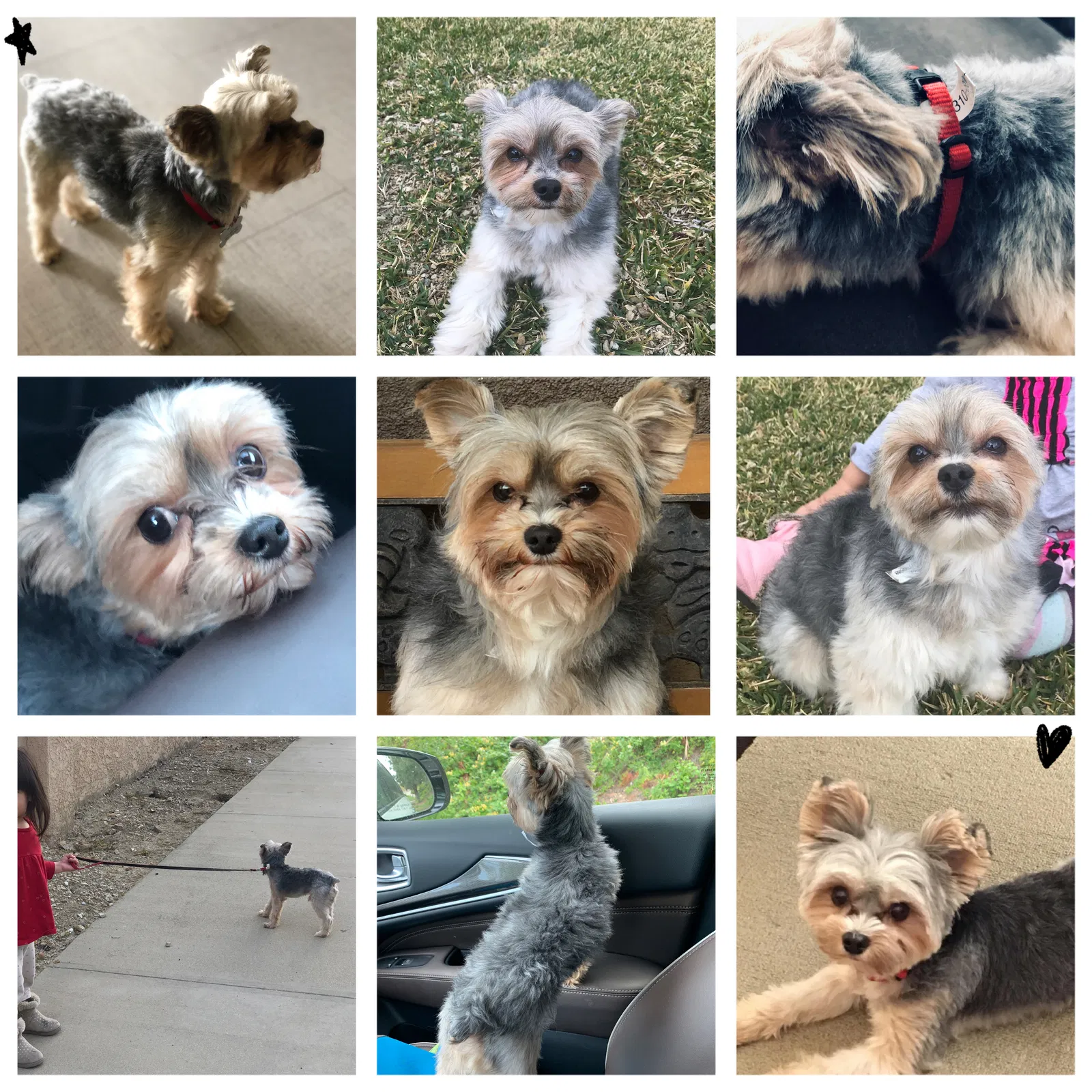 Lost dog in Walnut, CA, 91789