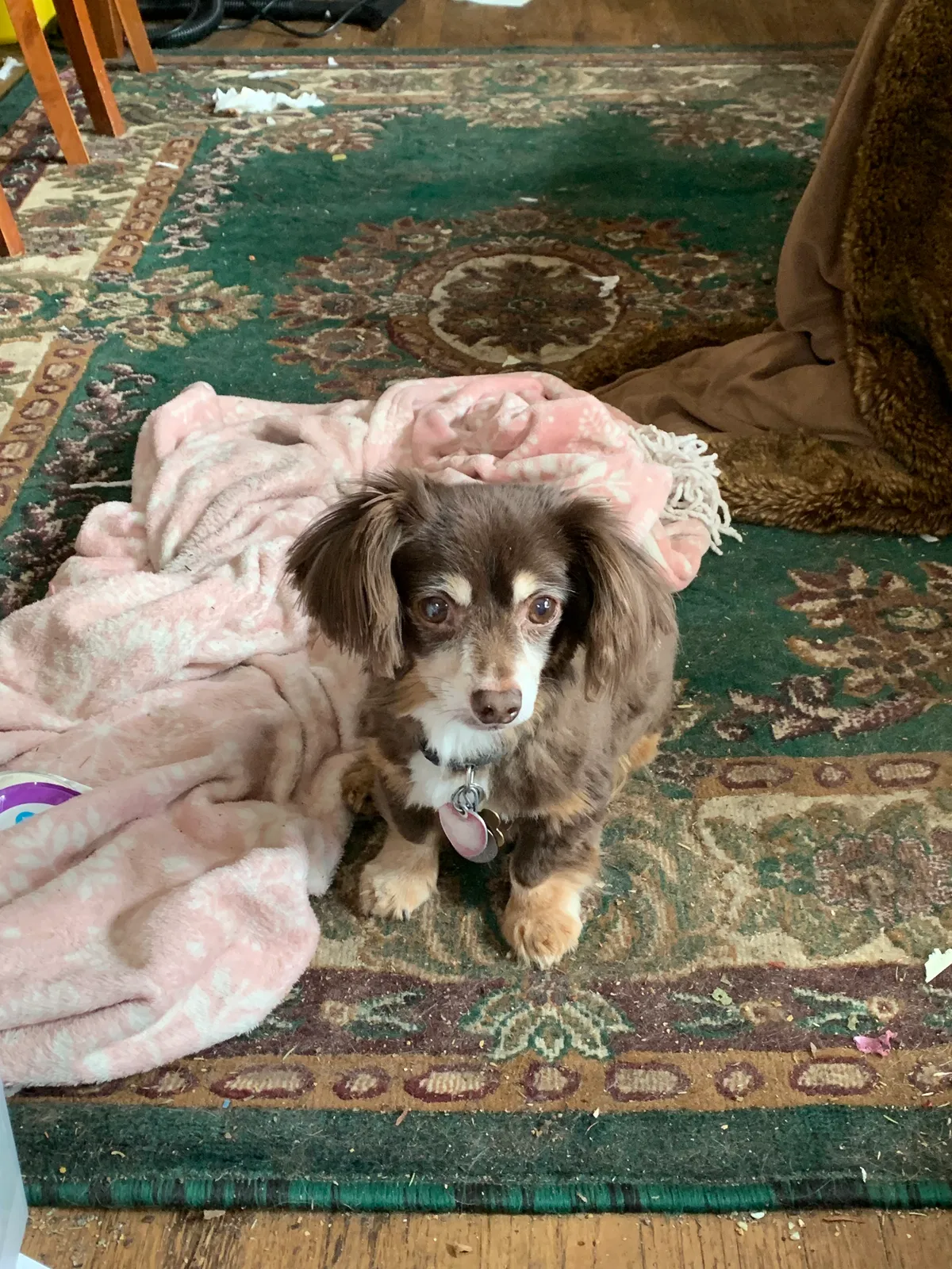 Lost dog in Saint Paul, MN, 55119