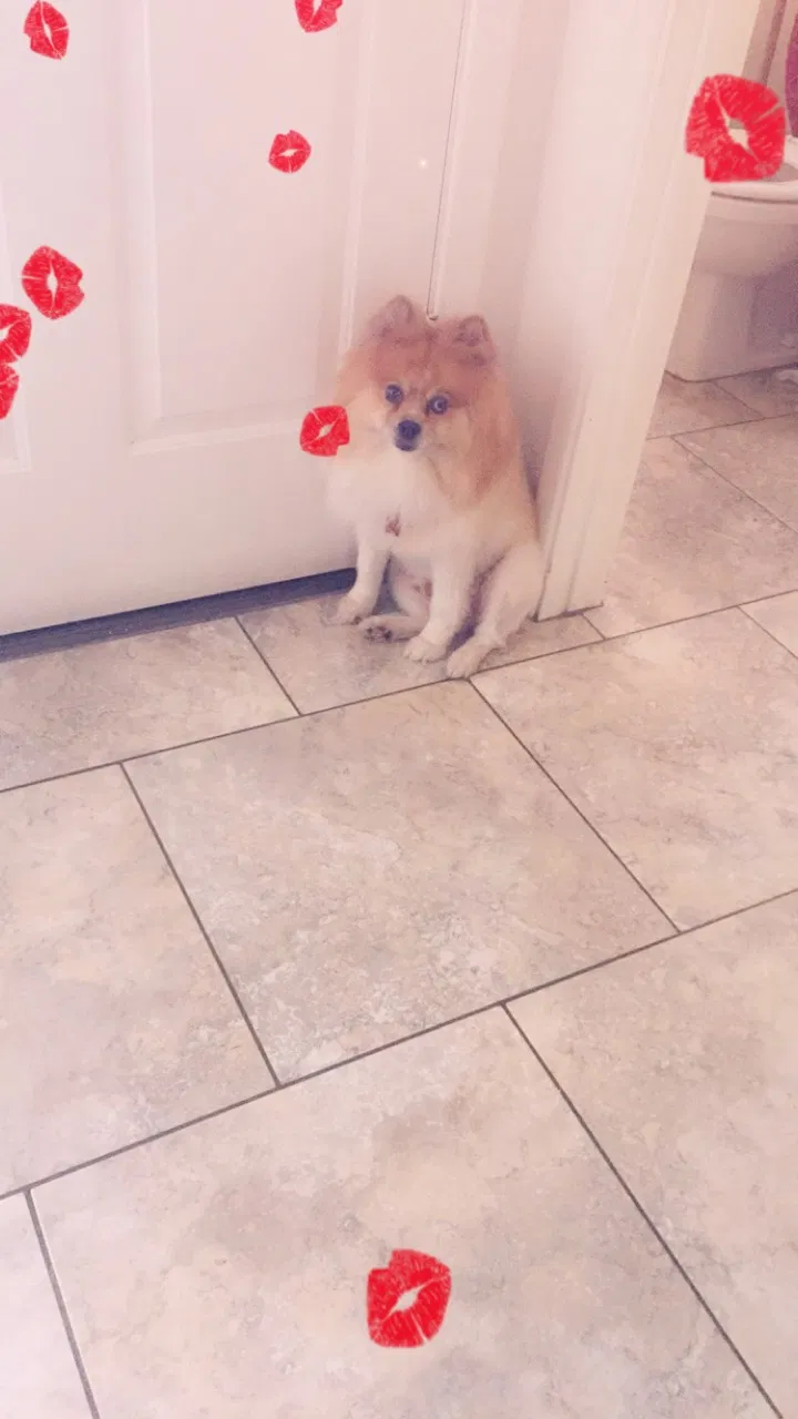 Lost dog in Phoenix, AZ, 85051