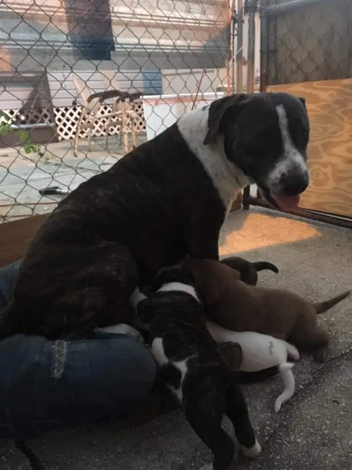 Lost dog in Davenport, FL, 33837