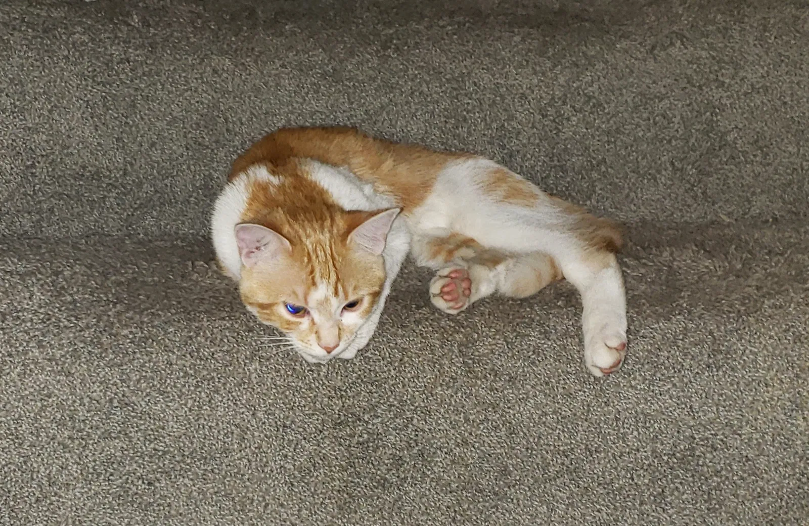 Lost cat in Minneapolis, MN, 55414