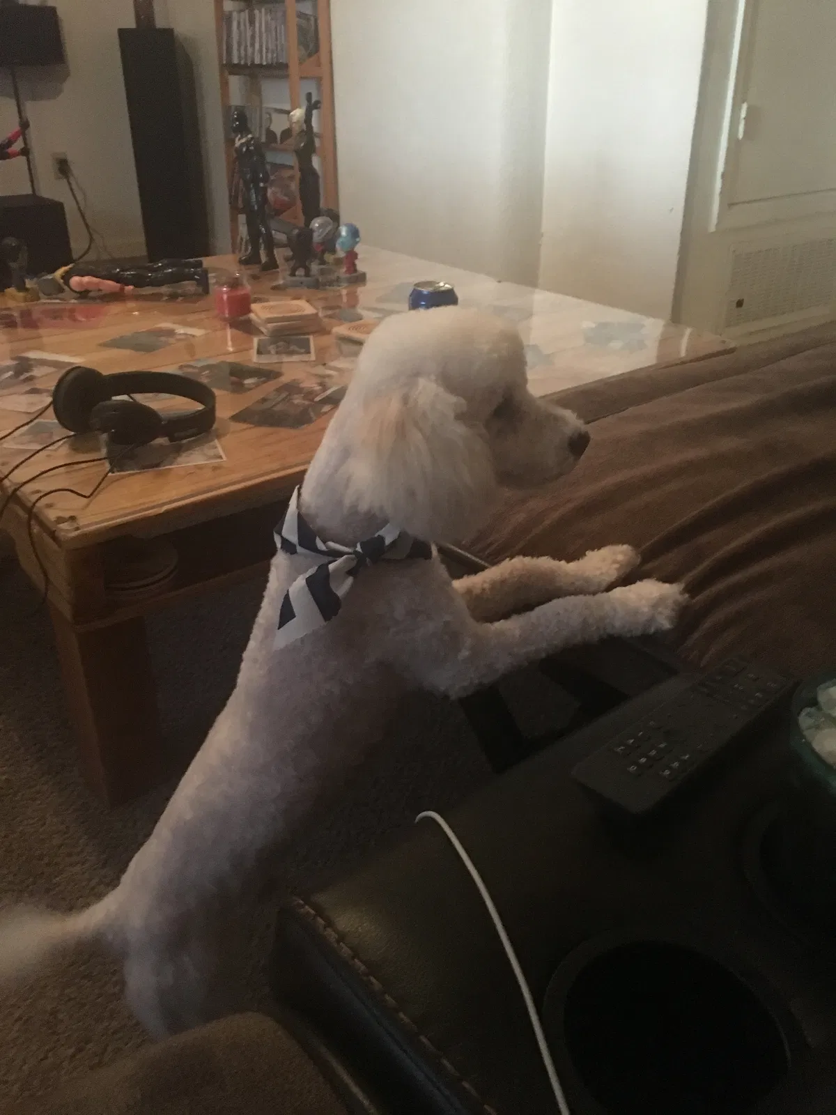 Lost dog in Albuquerque, NM, 87104