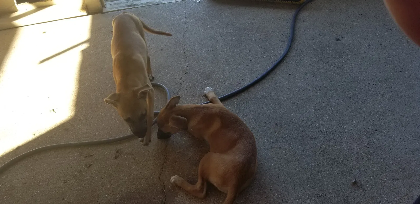 Lost dog in Fort Worth, TX, 76108