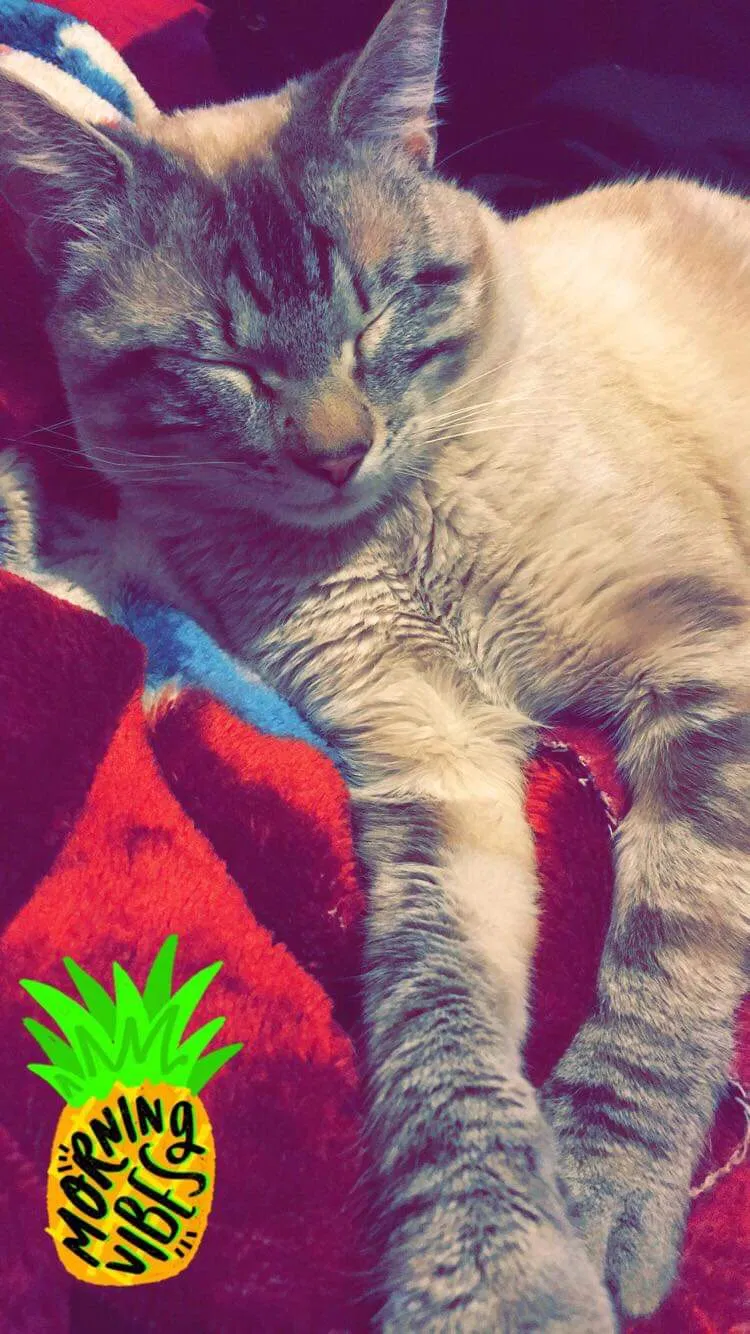 Lost cat in Greenville, TX, 75402