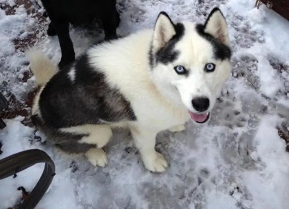 Lost dog in Bessemer, AL, 35023