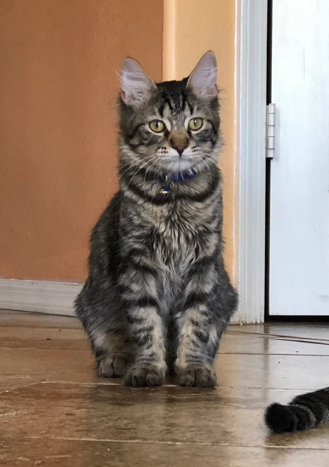 Lost cat in Phoenix, AZ, 85043