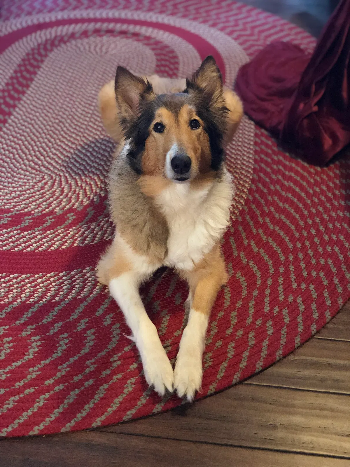 Lost dog in Trenton, OH, 45067