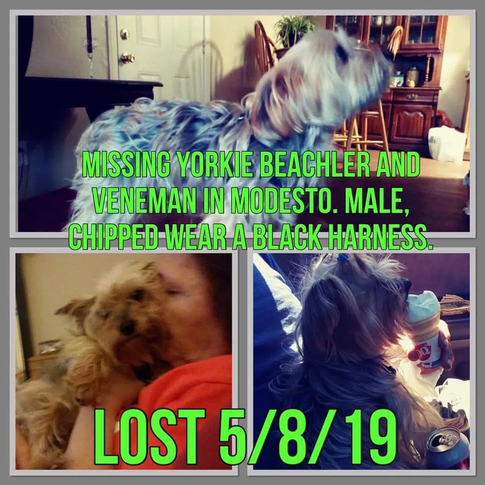 Lost dog in Modesto, CA, 95350