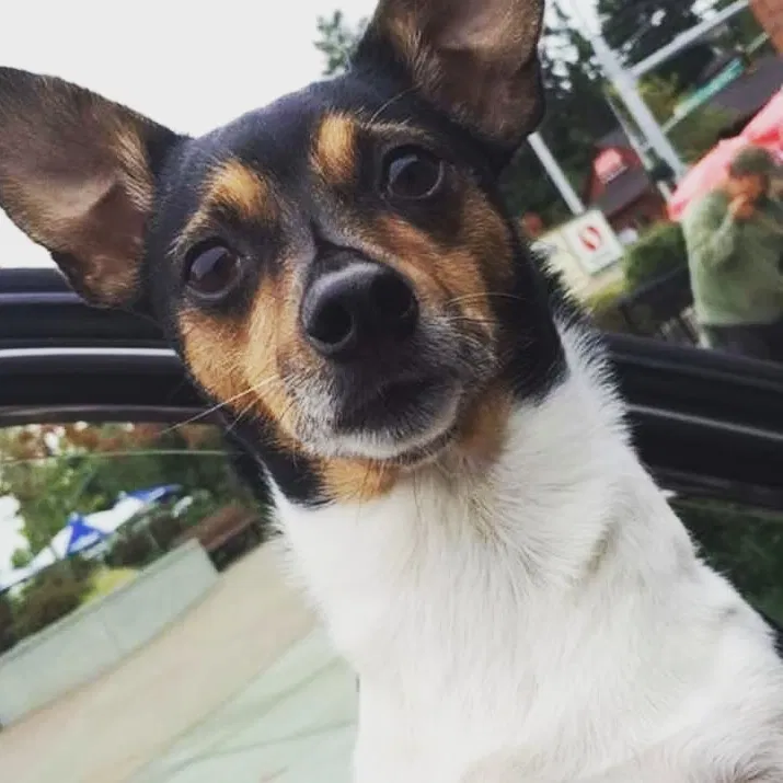 Lost dog in Everett, WA, 98208