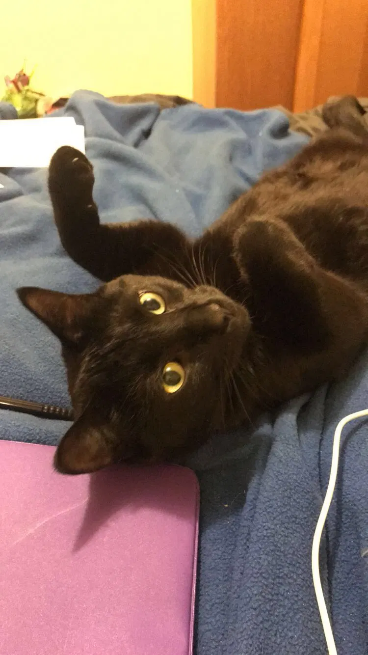 Lost cat in Ogden, UT, 84401