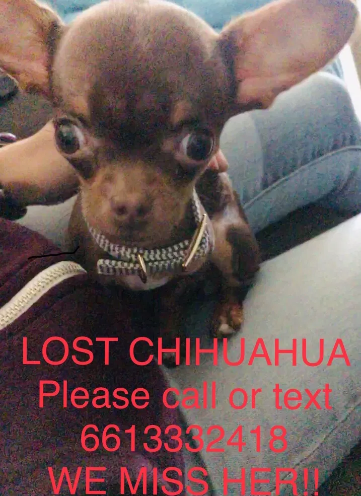 Lost dog in Bakersfield, CA, 93313