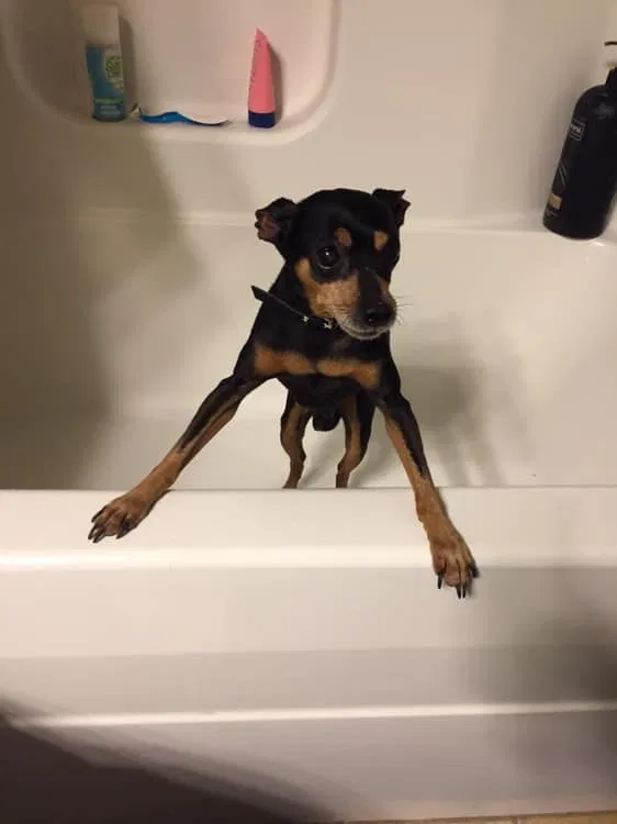 Lost dog in Fayetteville, AR, 72704