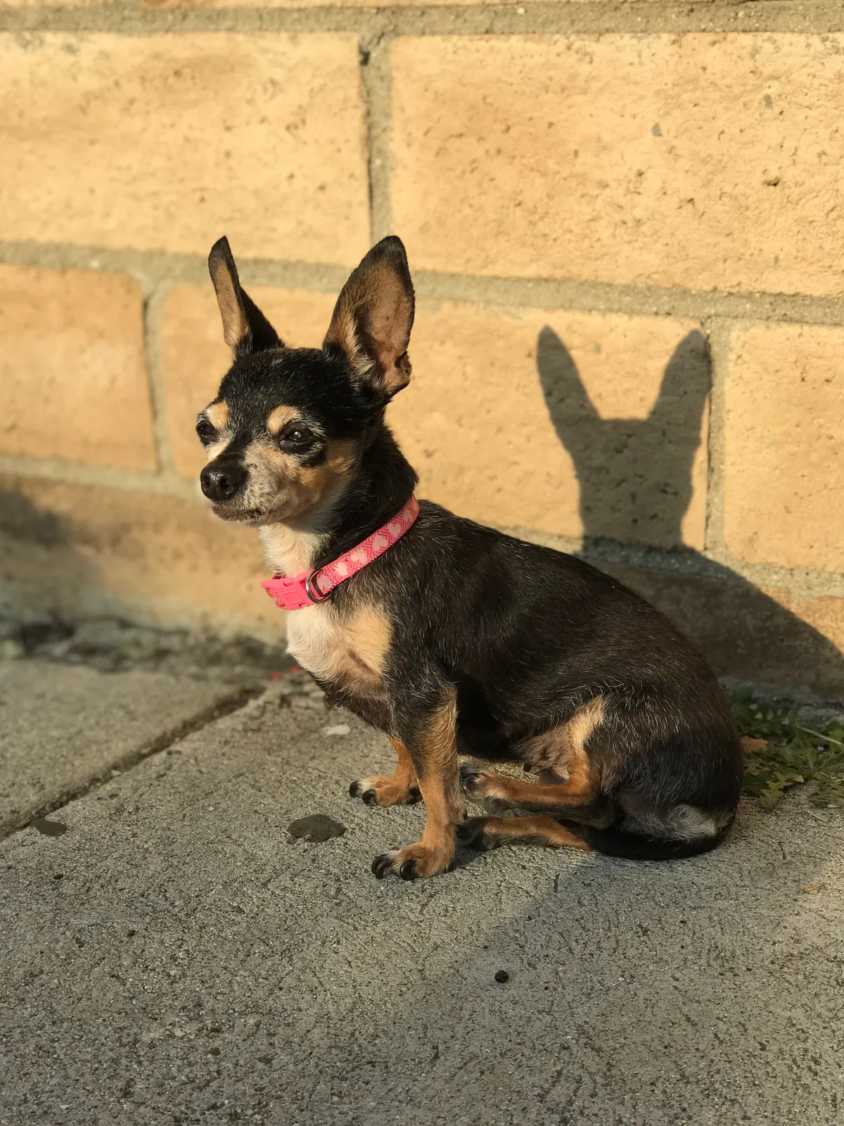 Lost dog in Pacoima, CA, 91331