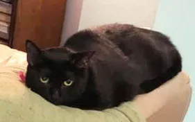Lost cat in Hollywood, FL, 33023