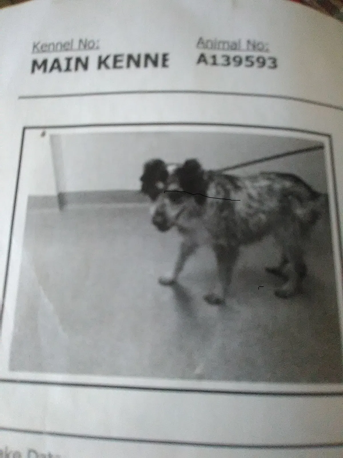 Lost dog in Jamestown, CA, 95327