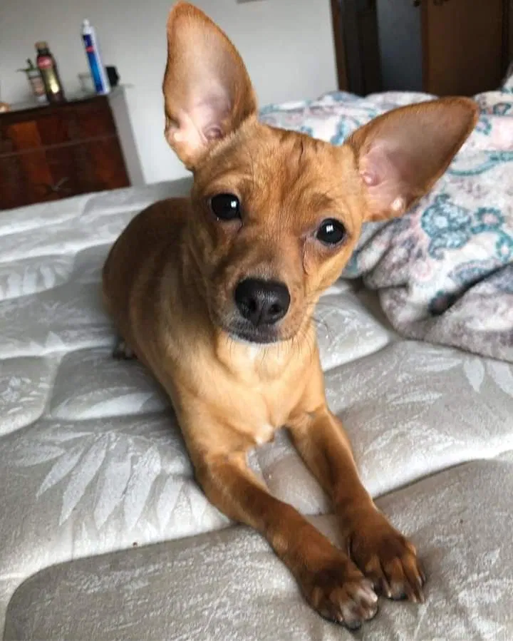 Lost dog in Everett, WA, 98208