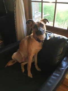 Lost dog in Saint Paul, MN, 55124