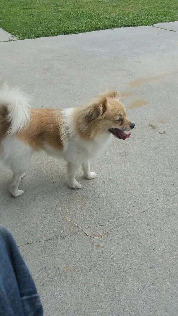 Lost dog in Oxnard, CA, 93033