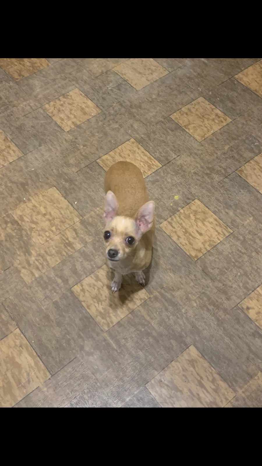 Lost dog in Albuquerque, NM, 87121