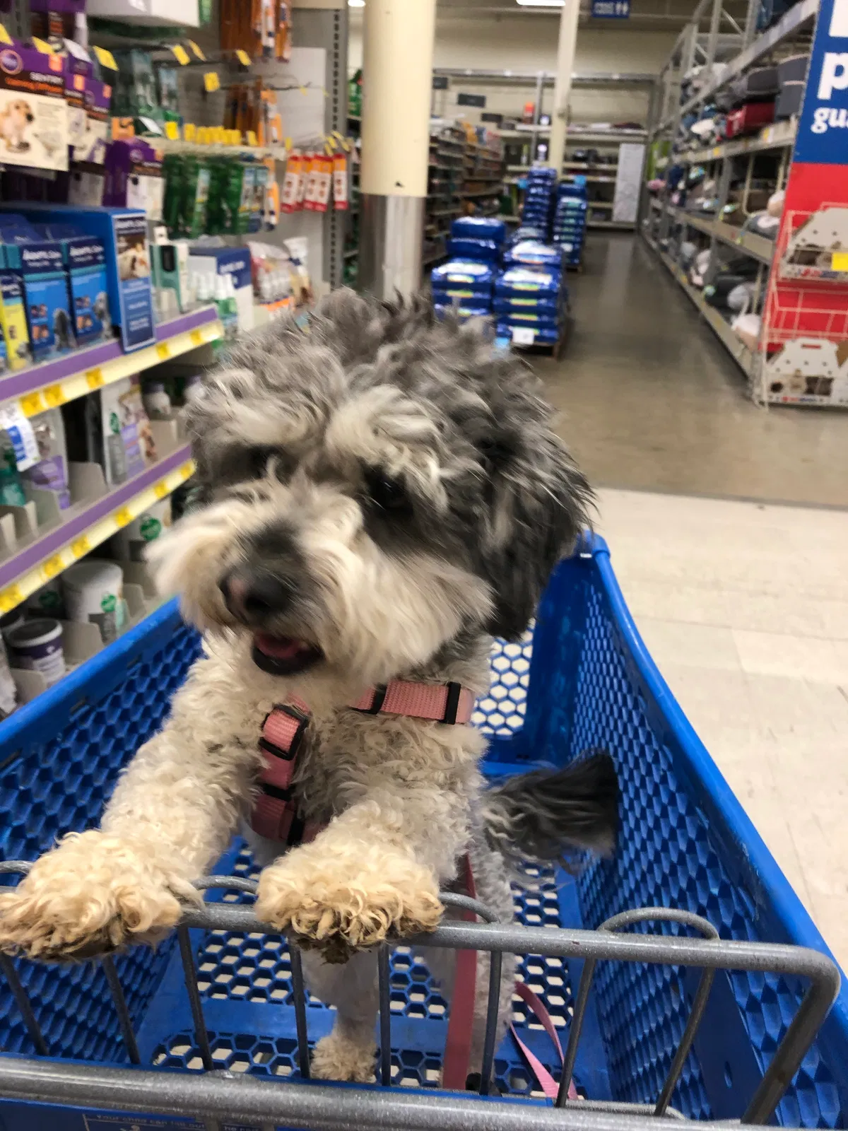 Lost dog in Lancaster, CA, 93534