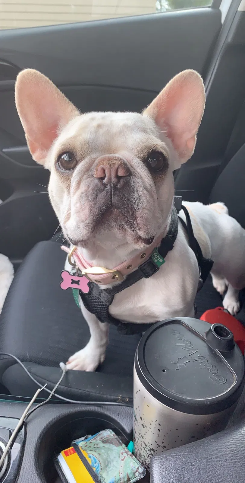 Lost dog in Roseburg, OR, 97470