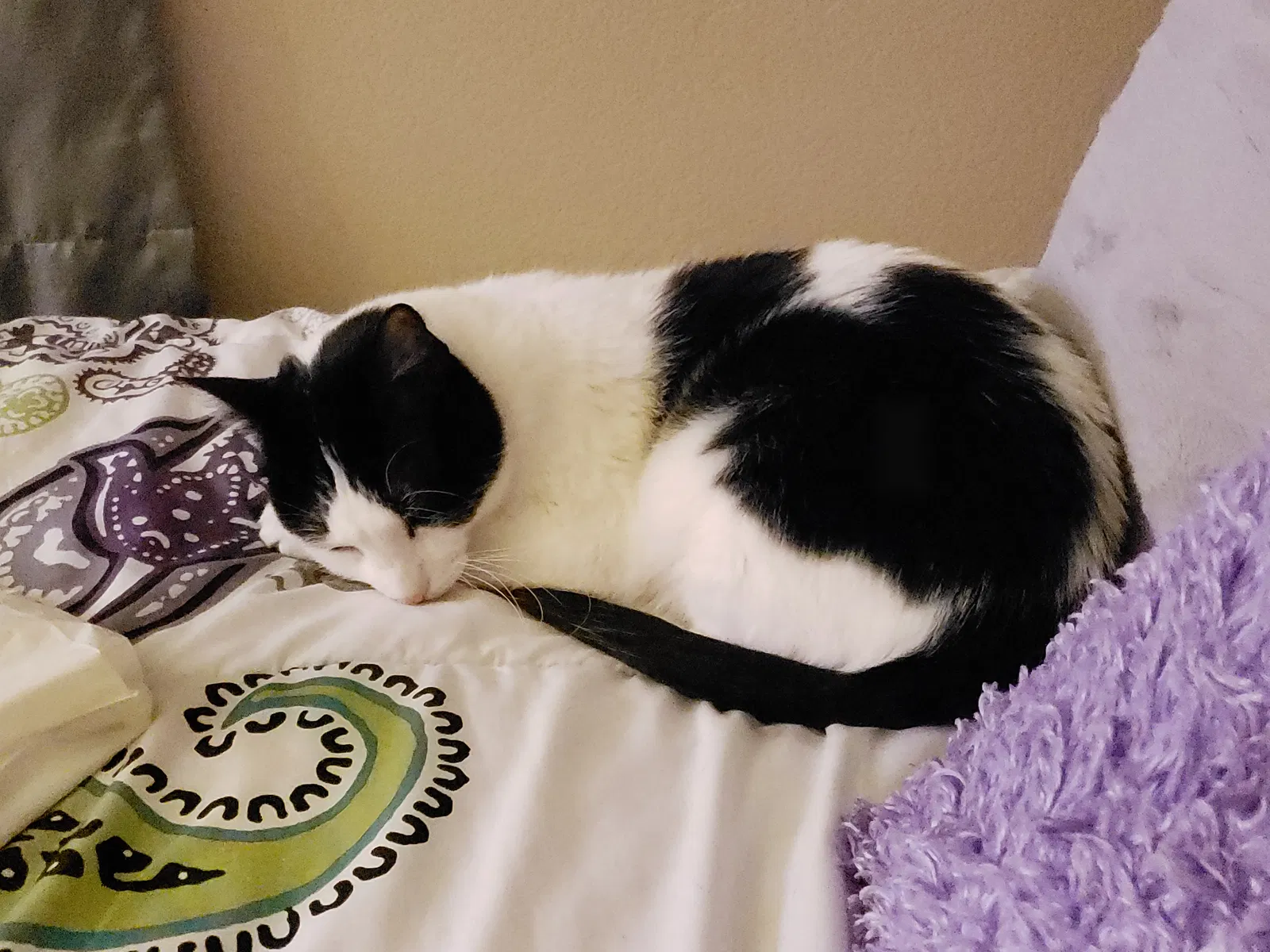 Lost cat in Kansas City, MO, 64154