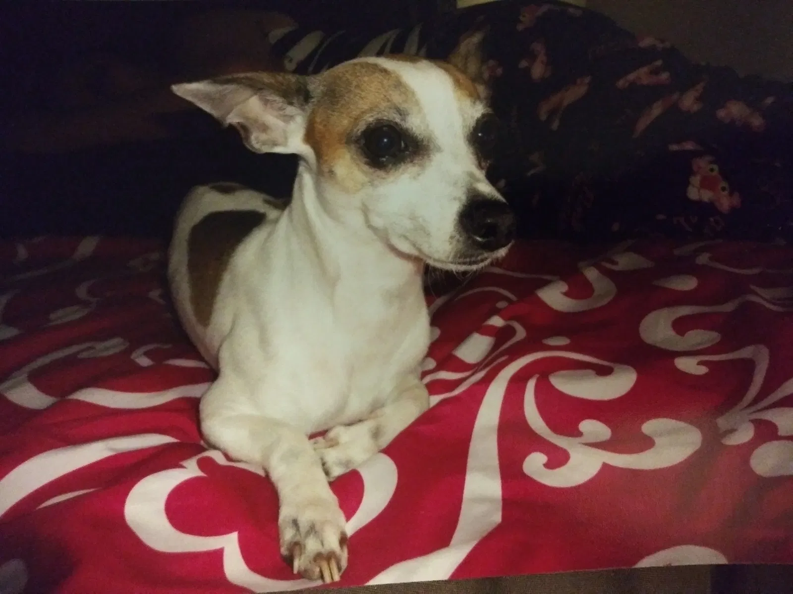 Lost dog in Victorville, CA, 92395