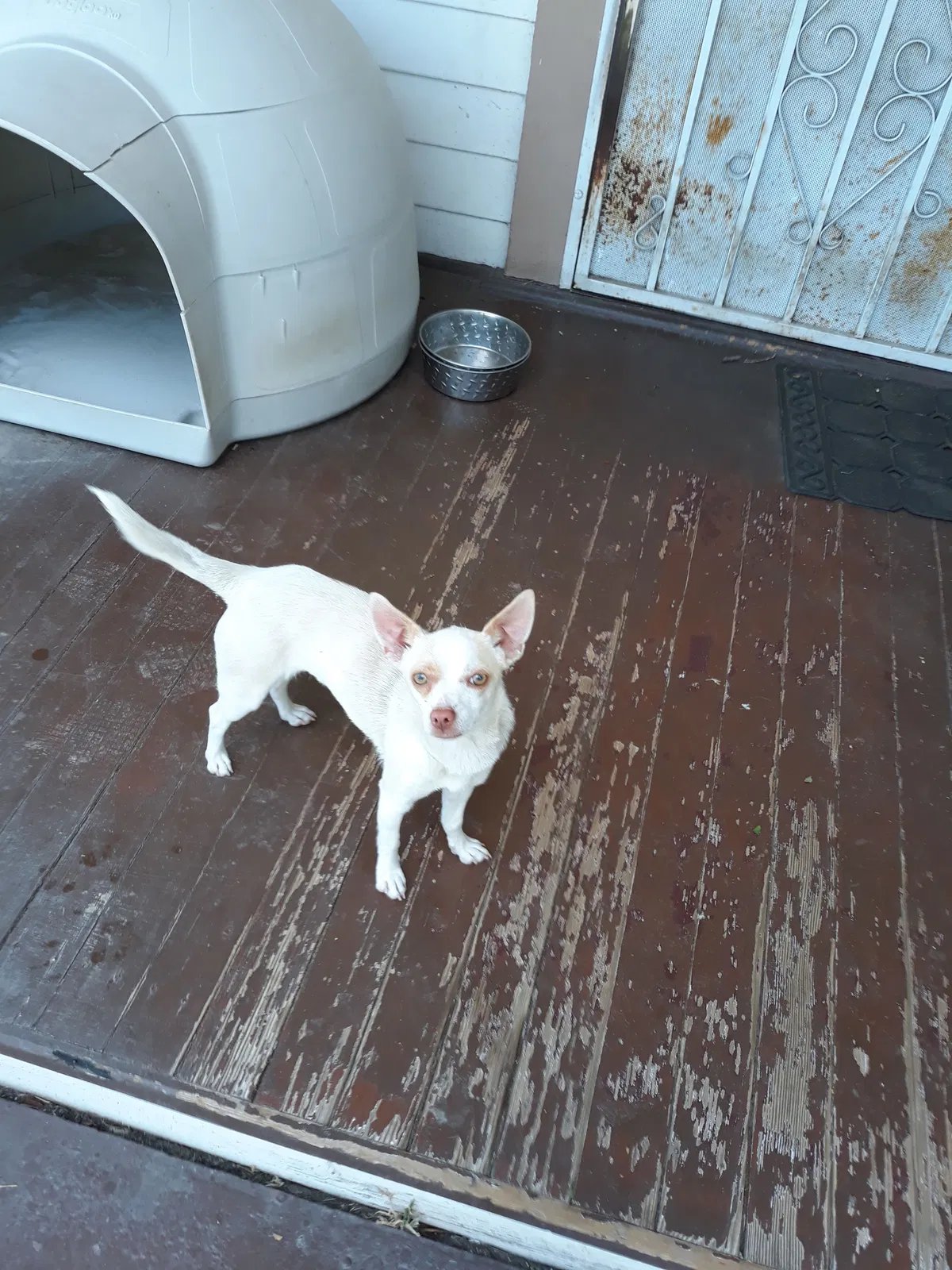 Lost dog in Whittier, CA, 90602