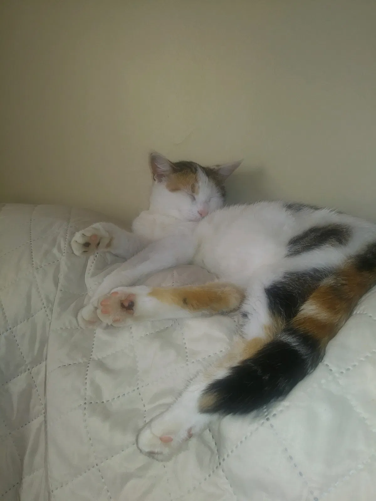 Lost cat in Charlotte, NC, 28216