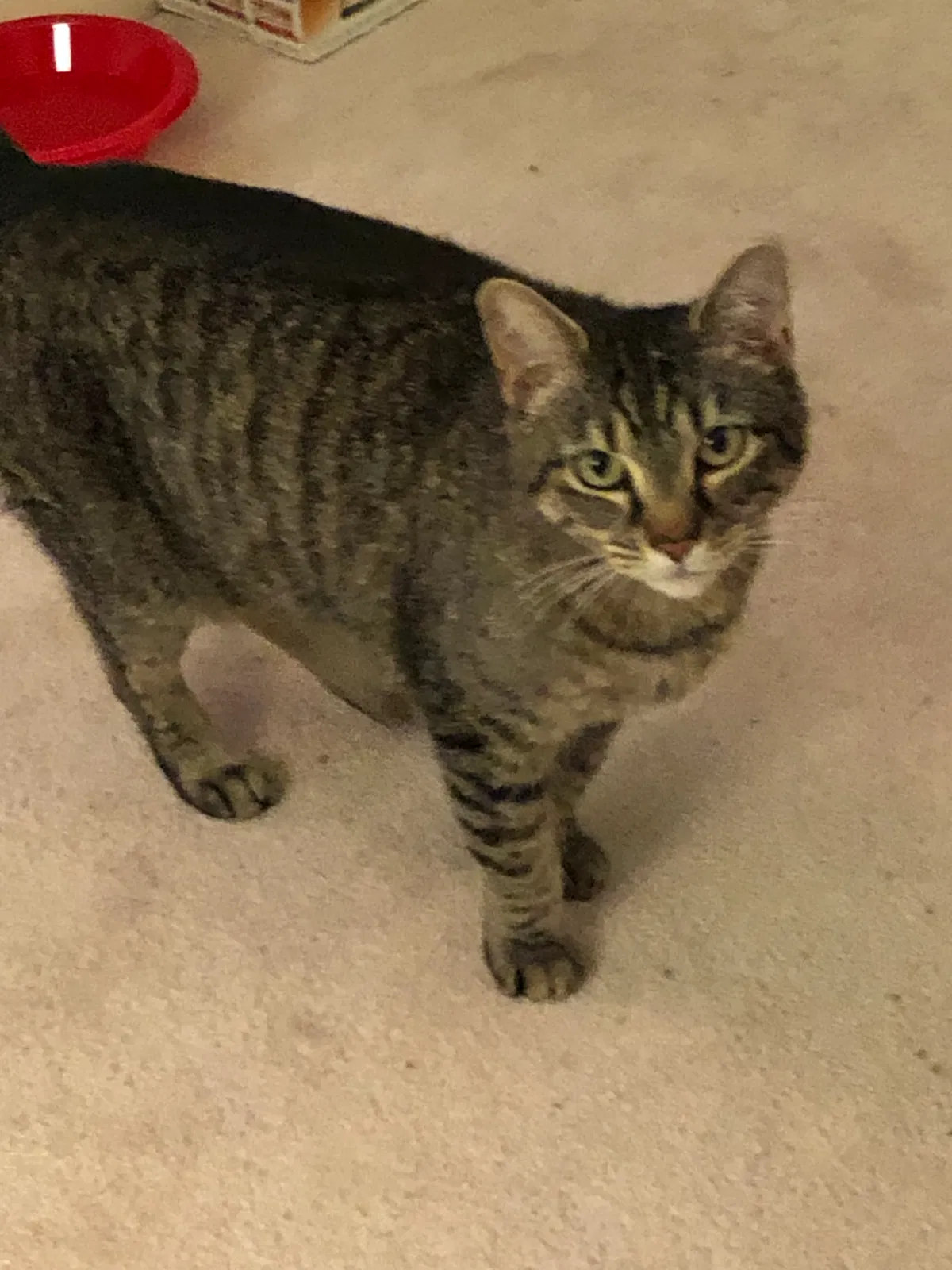 Found cat in Roanoke, VA, 24014