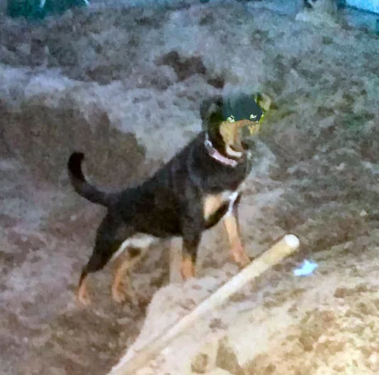 Lost dog in Lemoore, CA, 93245