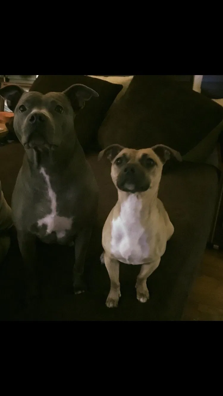Lost dog in Opelousas, LA, 70571