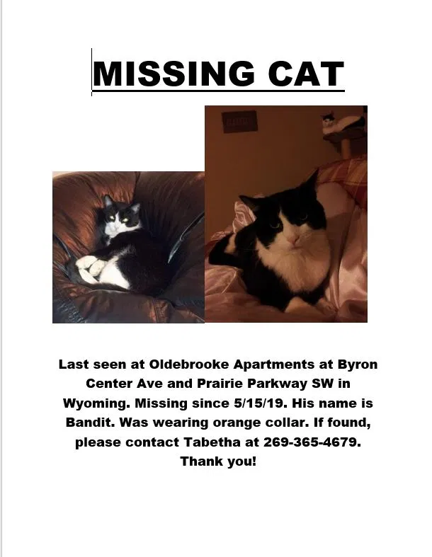 Lost cat in Wyoming, MI, 49519