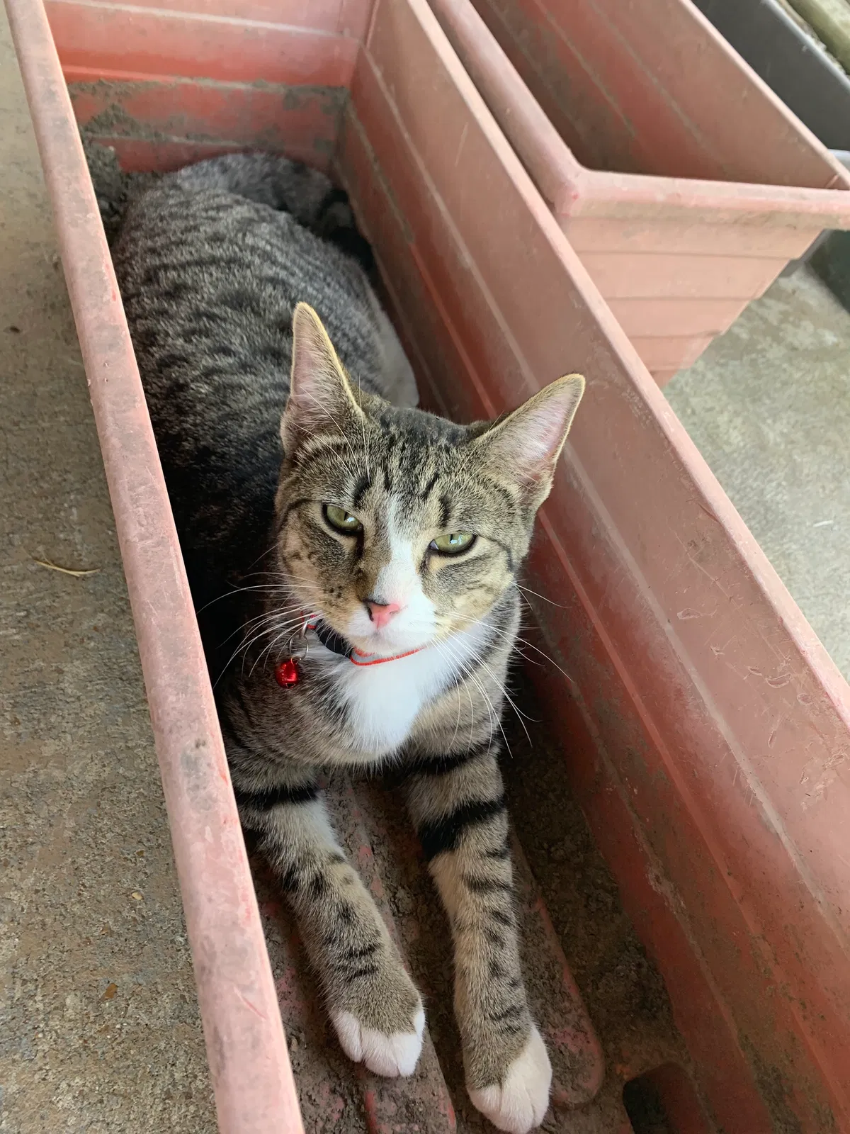 Lost cat in Saint Charles, MO, 63301