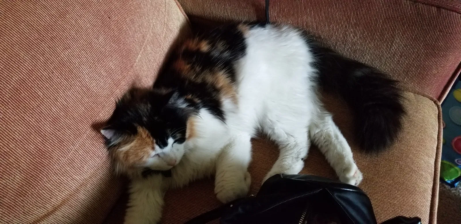 Lost cat in Minneapolis, MN, 55422