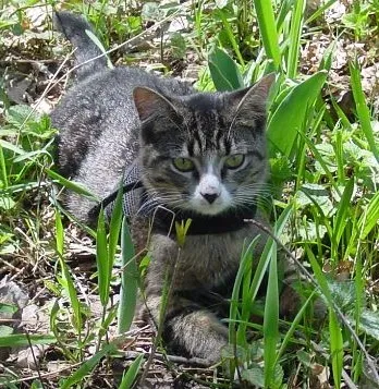 Lost cat in Saint Paul, MN, 55110