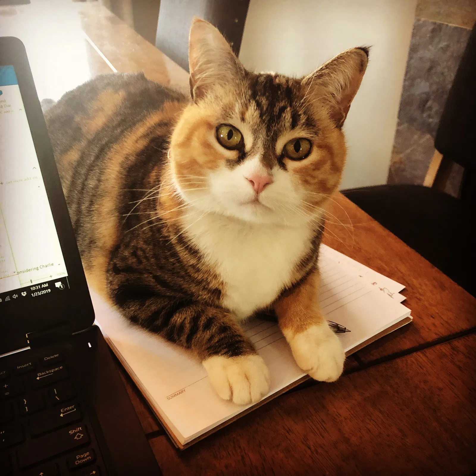 Lost cat in Saint Paul, MN, 55129