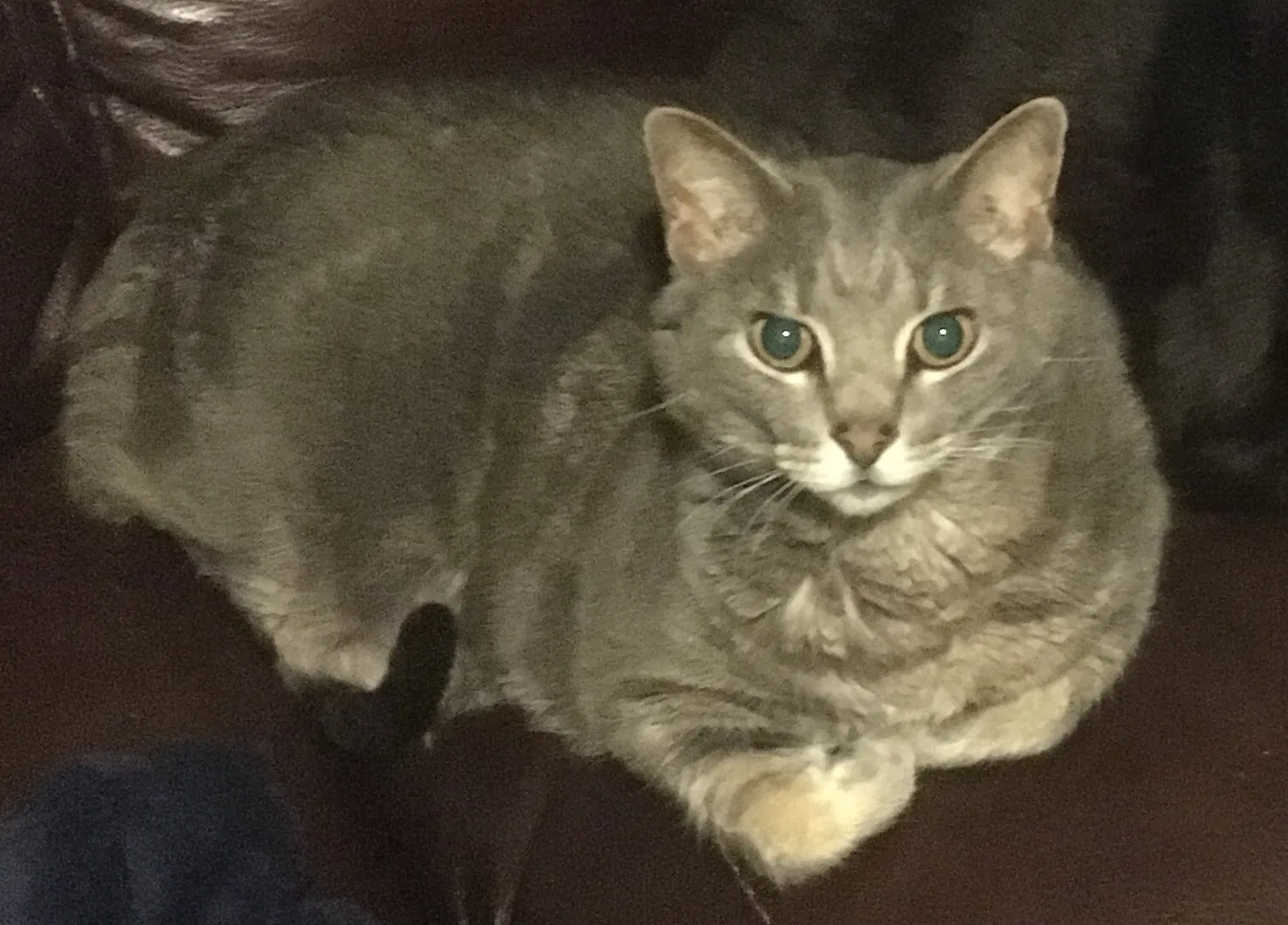 Lost cat in Wentzville, MO, 63385