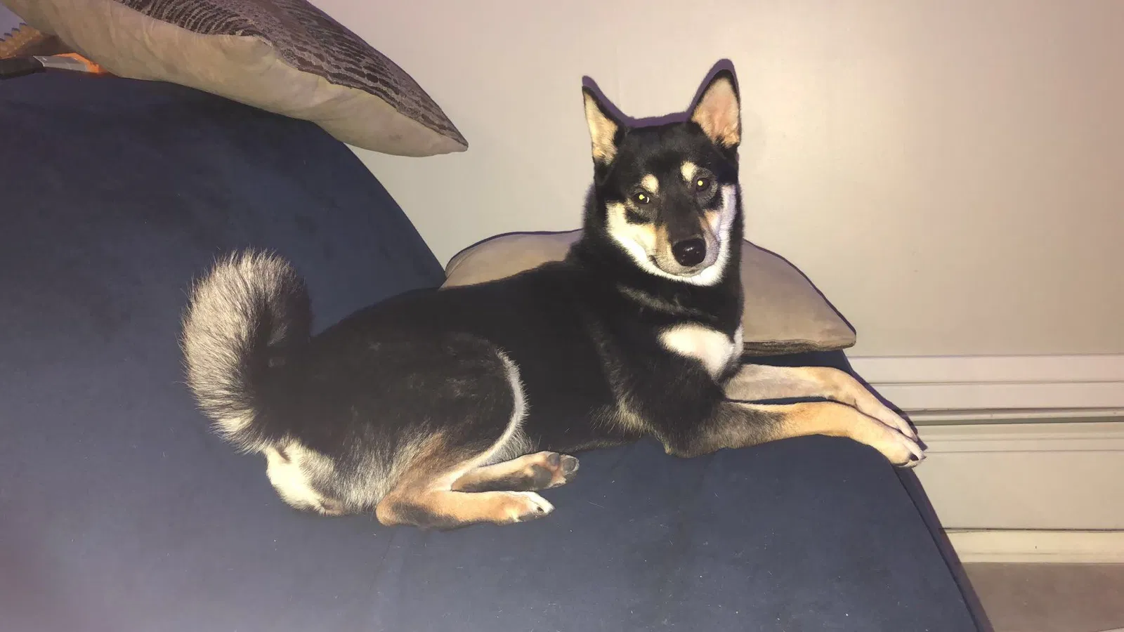 Lost dog in Brooklyn, NY, 11207